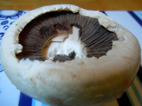 Rezept: Pikant gefüllte Champignons mit Joghurt-Dipp Bild Nr. 2 Pikant gefüllte Champignons mit Joghurt-Dipp - Rezept - Bild Nr. 2