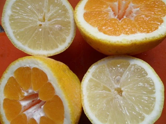 Rezept: Gnocchi mit Tomaten-Buttersauce Bild Nr. 4 Gnocchi mit Tomaten-Buttersauce - Rezept - Bild Nr. 4