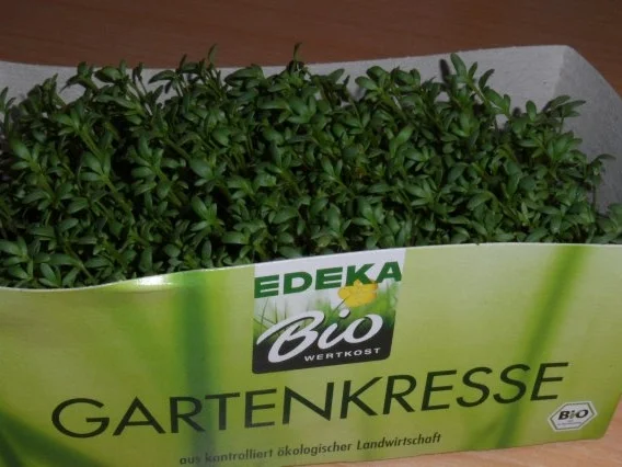 Schnitzel-Gemüse-Pilz-Pfanne - Rezept - Bild Nr. 6