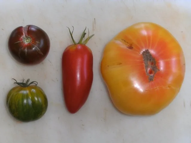 Rezept: Beilage: Tomatenteller, bunt Bild Nr. 2 Beilage: Tomatenteller, bunt - Rezept - Bild Nr. 2