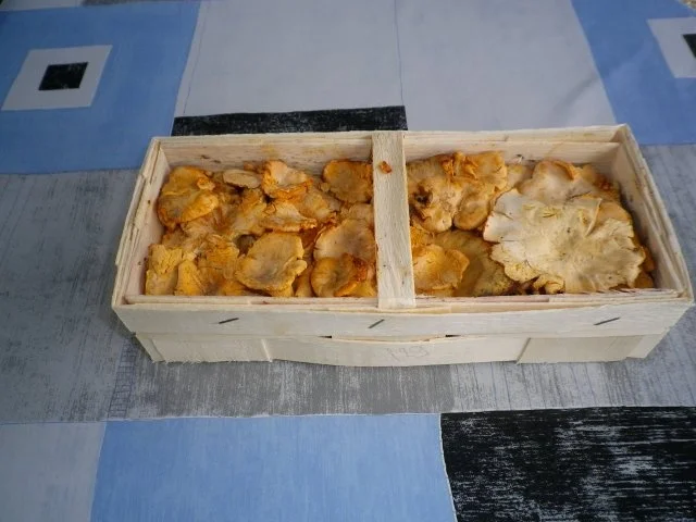 Rahmpfifferlinge mit Putensteak - Rezept - Bild Nr. 2