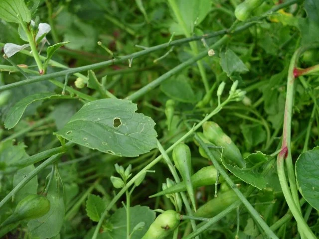 Rezept: Radieschensamenschotensalat Bild Nr. 2 Radieschensamenschotensalat - Rezept - Bild Nr. 2