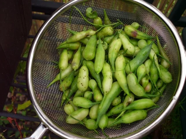 Rezept: Radieschensamenschotensalat Bild Nr. 3 Radieschensamenschotensalat - Rezept - Bild Nr. 3
