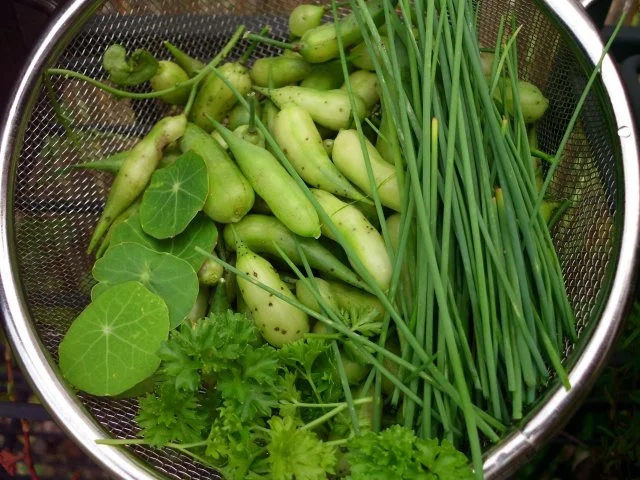 Rezept: Radieschensamenschotensalat Bild Nr. 4 Radieschensamenschotensalat - Rezept - Bild Nr. 4