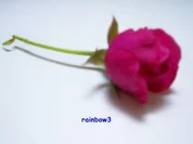 Einmachen: Rosen-Apfel-Gelee - Rezept