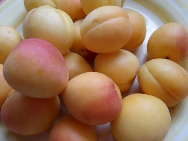 Rezept: Pasta mit Aprikosen-Sauce Bild Nr. 3 Pasta mit Aprikosen-Sauce - Rezept - Bild Nr. 3