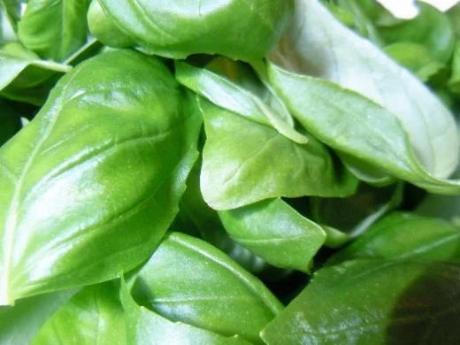 Pasta "Caprese" - Rezept - Bild Nr. 2