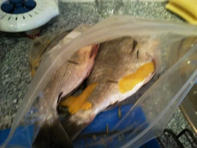 Doro auf dem Grill - Rezept - Bild Nr. 5