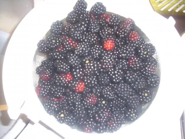 Brombeer-Joghurt-Torte - Rezept - Bild Nr. 3