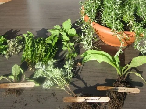 Mein Lieblingskräuterpesto-ein Aromafeuerwerk - Rezept - Bild Nr. 2