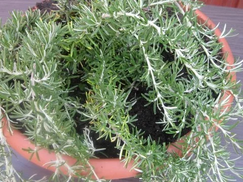 Mein Lieblingskräuterpesto-ein Aromafeuerwerk - Rezept - Bild Nr. 3