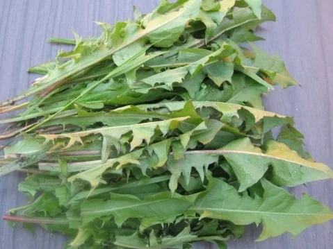 Mein Lieblingskräuterpesto-ein Aromafeuerwerk - Rezept - Bild Nr. 4