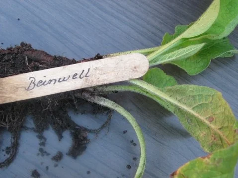 Mein Lieblingskräuterpesto-ein Aromafeuerwerk - Rezept - Bild Nr. 5