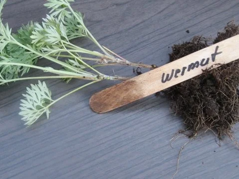 Mein Lieblingskräuterpesto-ein Aromafeuerwerk - Rezept - Bild Nr. 6