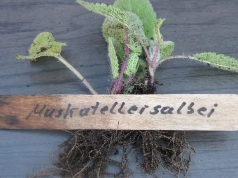 Mein Lieblingskräuterpesto-ein Aromafeuerwerk - Rezept - Bild Nr. 7