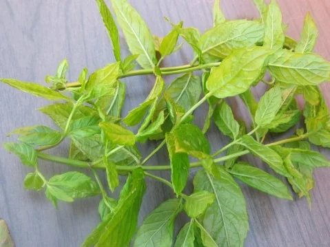 Mein Lieblingskräuterpesto-ein Aromafeuerwerk - Rezept - Bild Nr. 8