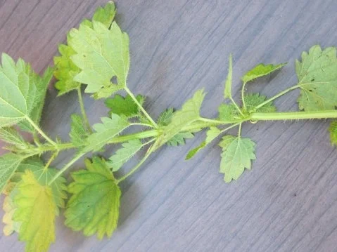 Mein Lieblingskräuterpesto-ein Aromafeuerwerk - Rezept - Bild Nr. 9