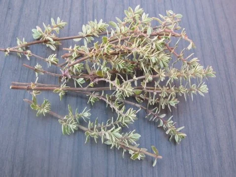 Mein Lieblingskräuterpesto-ein Aromafeuerwerk - Rezept - Bild Nr. 10