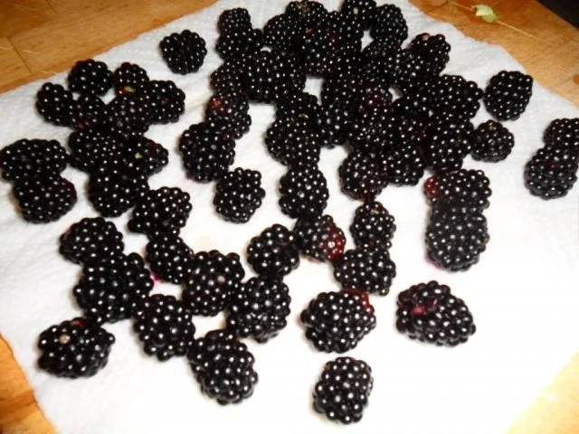 Flammerie auf Mangospiegel, mit Brombeeren gekrönt - Rezept - Bild Nr. 4