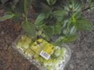 Weintrauben - Minze - Gelee - Rezept