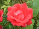 Kandierte Rosenblütenblätter - Rezept