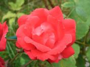 Kandierte Rosenblütenblätter - Rezept