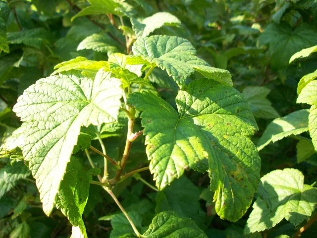 Rezept: Louhisaari Black currant leaves drink (Schwarze Johannisbeeren Blätter Getränk) Bild Nr. 3 Louhisaari Black currant leaves drink (Schwarze Johannisbeeren Blätter Getränk) - Rezept - Bild Nr. 3