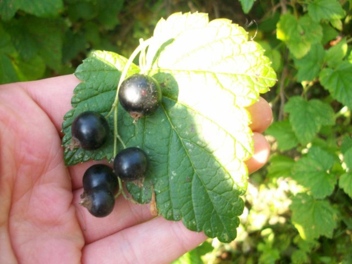 Louhisaari Black currant leaves drink (Schwarze Johannisbeeren Blätter Getränk) - Rezept - Bild Nr. 4