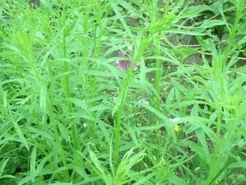 Tomatensalat mit Katzenschweif - Rezept - Bild Nr. 2