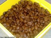 Kaffee-Käsekuchen - Rezept