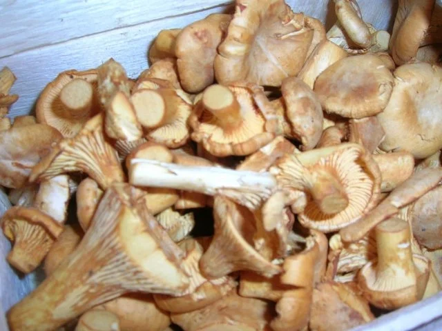 Rumpsteak mit Pfifferlingen und Bratkartoffeln aus rohen Kartoffeln - Rezept - Bild Nr. 16