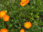 Hausapotheke / Natur: Ringelblumesalbe selber herstellen - Rezept