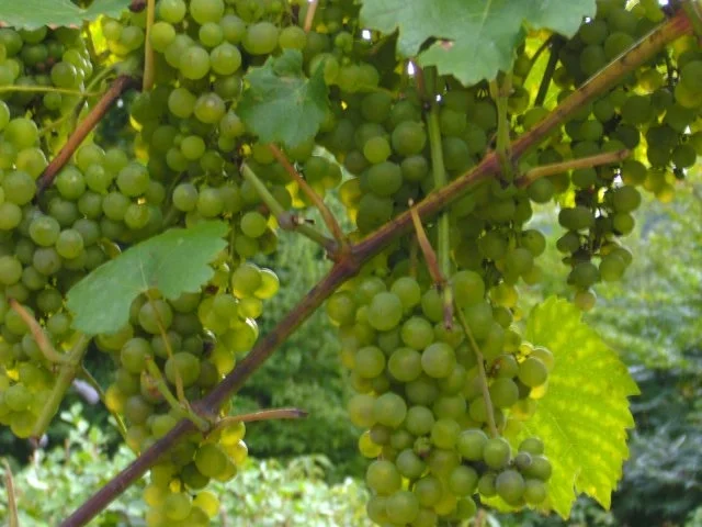 Winzer Weintrauben Gelee - Rezept