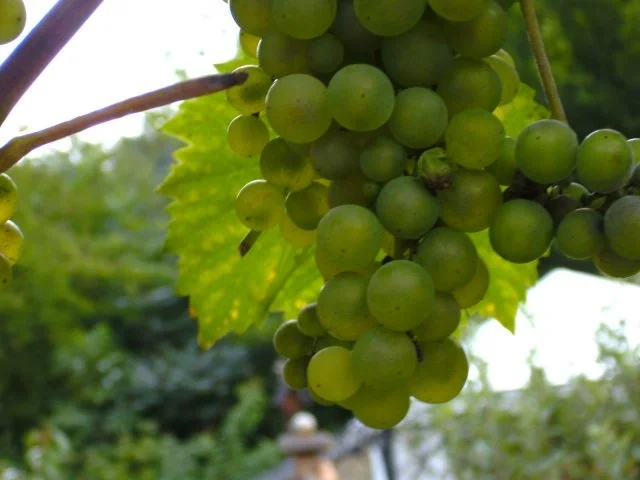 Winzer Weintrauben Gelee - Rezept - Bild Nr. 10