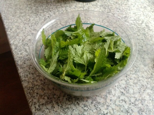 selbstgemachte Spätzle mit Brennesselsauce - Rezept - Bild Nr. 2