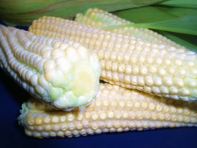 Rezept: Junge Maiskolben Bild Nr. 3 Junge Maiskolben - Rezept - Bild Nr. 3