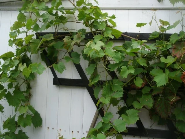 Rezept: Eingelegte Weinblätter Bild Nr. 2 Eingelegte Weinblätter - Rezept - Bild Nr. 2