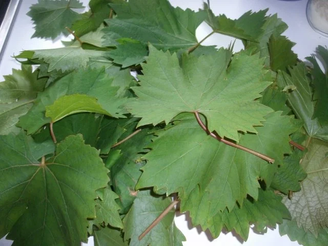 Rezept: Eingelegte Weinblätter Bild Nr. 3 Eingelegte Weinblätter - Rezept - Bild Nr. 3