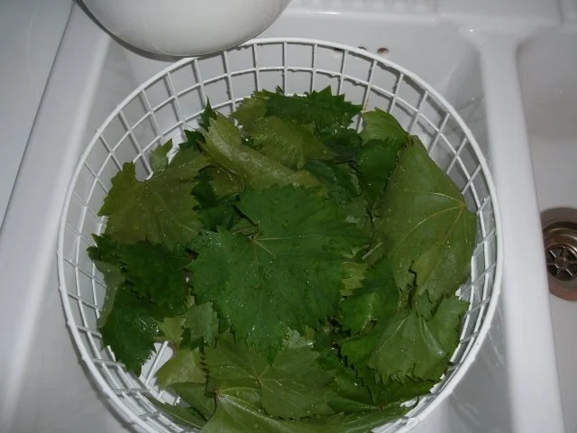 Rezept: Eingelegte Weinblätter Bild Nr. 4 Eingelegte Weinblätter - Rezept - Bild Nr. 4