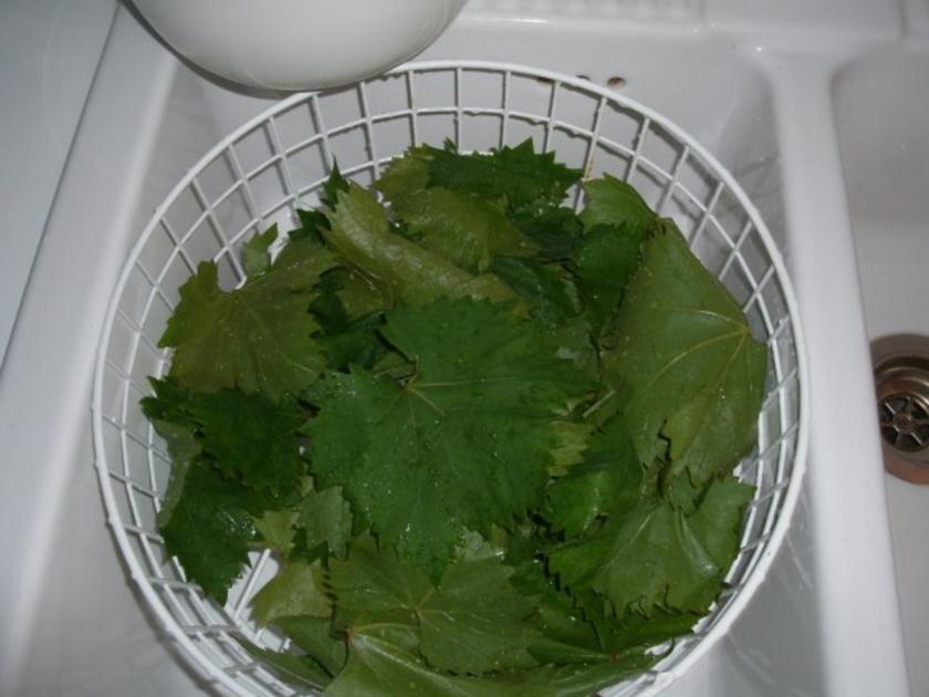 Eingelegte Weinblätter - einfach - 1 kcal/100g