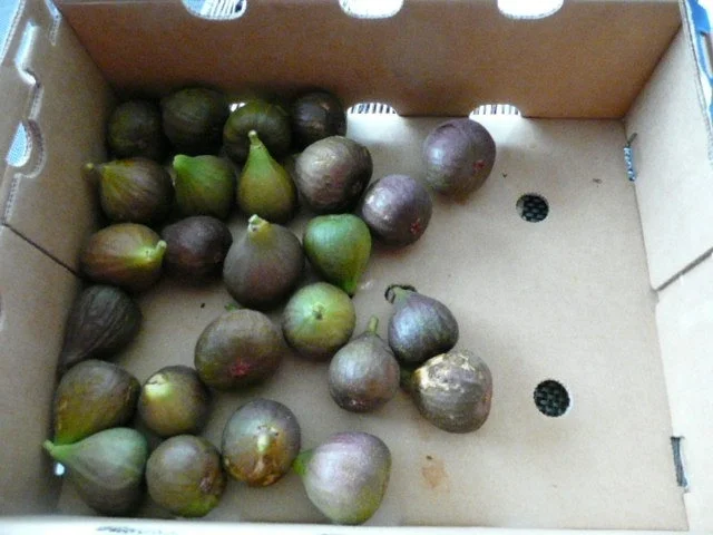 Rezept: TAPAS / OBST :Feigen & Ziegenkäse Variationen Bild Nr. 3 TAPAS / OBST :Feigen & Ziegenkäse Variationen - Rezept - Bild Nr. 3