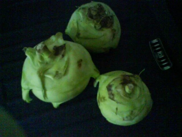 Kohlrabischnitzel - Rezept - Bild Nr. 3