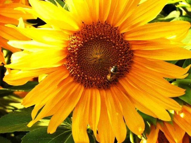 Sunflower - Rezept - Bild Nr. 2