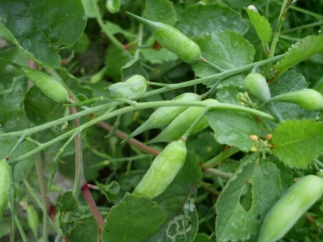 Rezept: Zucchinisalat Bild Nr. 8 Zucchinisalat - Rezept - Bild Nr. 8