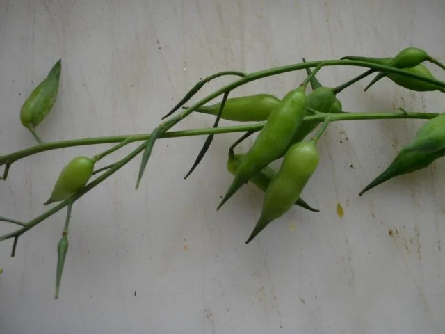 Rezept: Zucchinisalat Bild Nr. 9 Zucchinisalat - Rezept - Bild Nr. 9