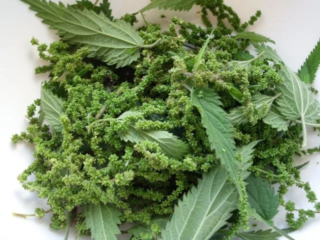 Rezept: Zucchinisalat Bild Nr. 11 Zucchinisalat - Rezept - Bild Nr. 11