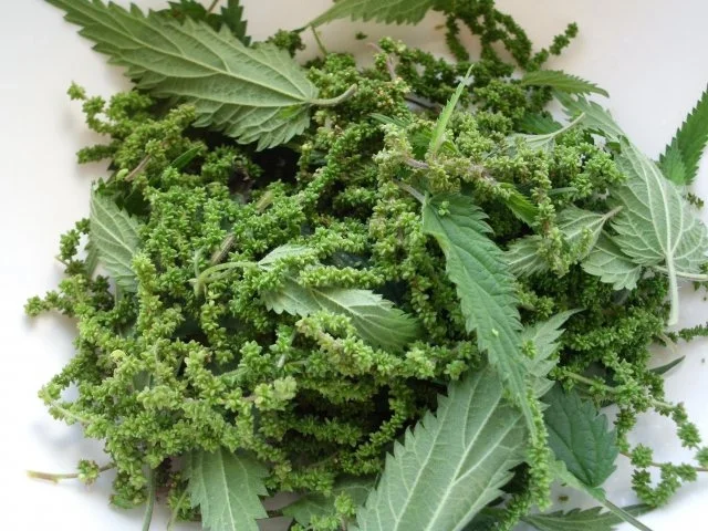 Rezept: Zucchinicreme Bild Nr. 5 Zucchinicreme - Rezept - Bild Nr. 5