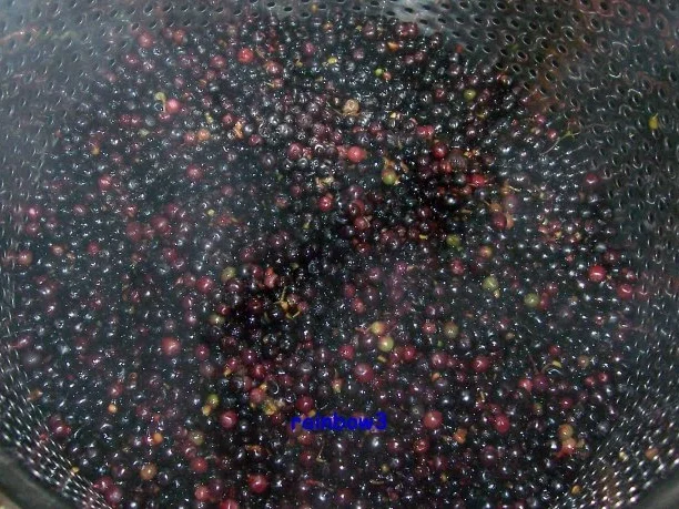 Gesundheit: Holundersaft - Rezept - Bild Nr. 2