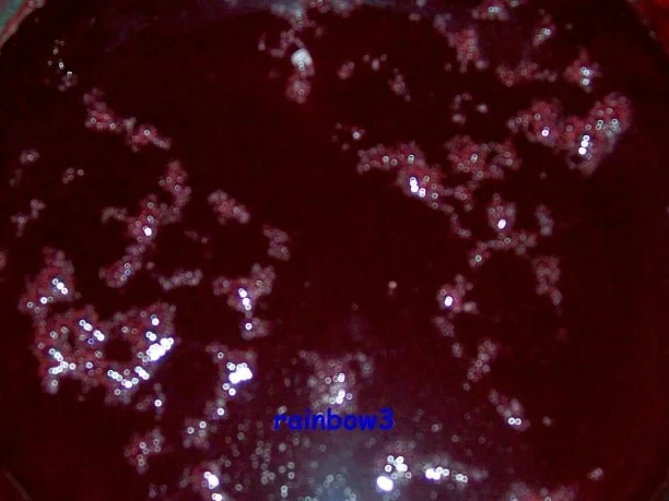 Einmachen: Brombeer-Holunder-Gelee - Rezept - Bild Nr. 2