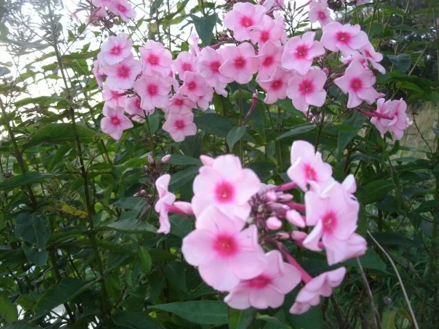 Rezept: kandierte Phloxblüten Bild Nr. 2 kandierte Phloxblüten - Rezept - Bild Nr. 2